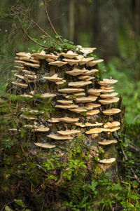 Stack of mushrooms growing on field in forest