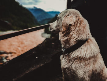 Close-up of dog looking away