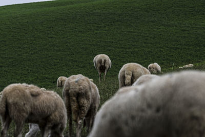 Sheep grazing in a field