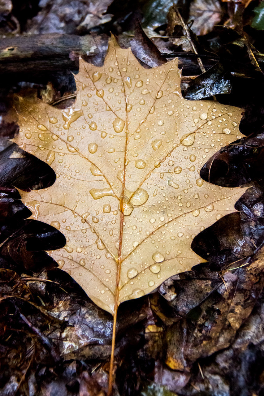 HIGH ANGLE VIEW OF RAINDROPS ON MAPLE LEAF