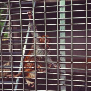 Close-up of bird in cage