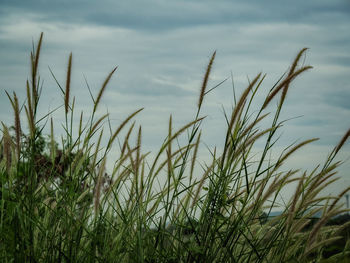 Close-up of stalks in field against sky