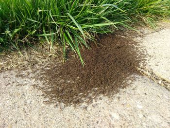 High angle view of grass on sand