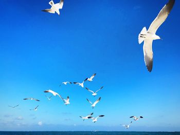 Low angle view of seagulls flying against clear blue sky