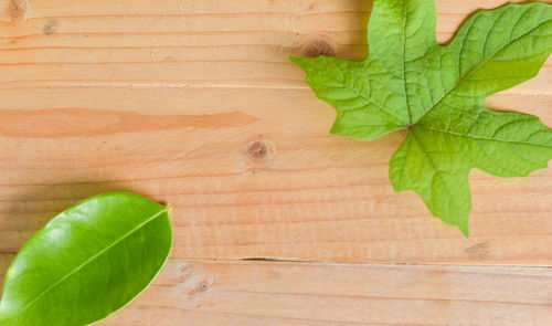 High angle view of leaves on wood