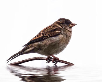 Bird perching on a lake