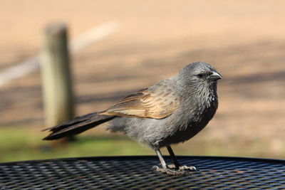 Close-up of bird perching on railing