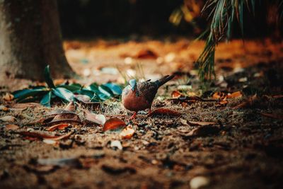 Close-up of mushroom on field in forest