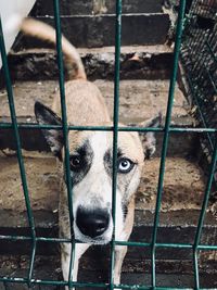 Portrait of dog in cage