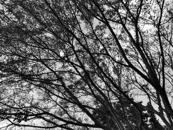 Low angle view of bare tree against sky