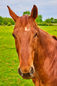 Close-up of horse standing on field