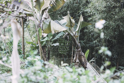 Plants growing on field