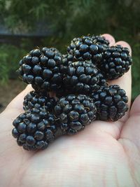 Cropped hand of person carrying blackberries