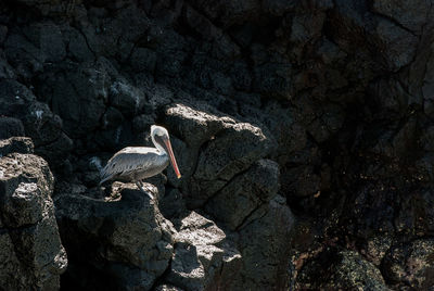 Birds perching on rock