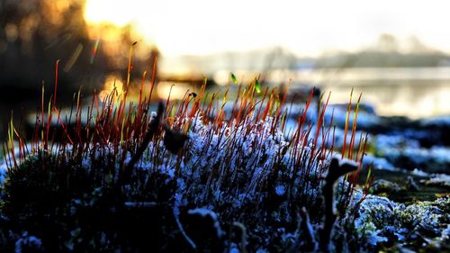 Close-up of plants in water