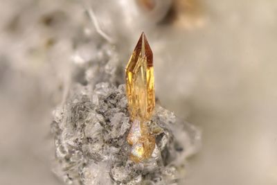 Close-up of dry leaf on snow