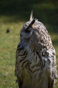 Close-up of owl