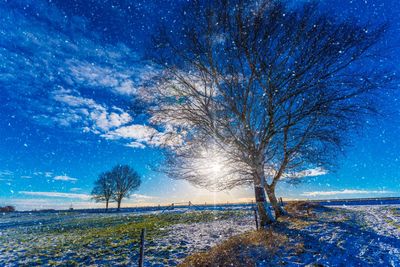 Trees on snow covered landscape against blue sky