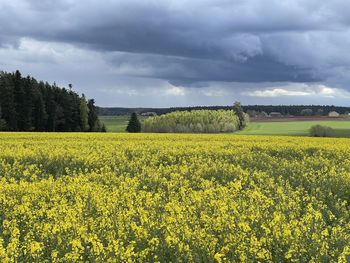 Scenic view of oilseed rape field against sky