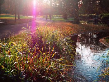 Scenic view of lake in park