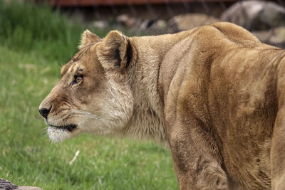 Close-up of a cat looking away