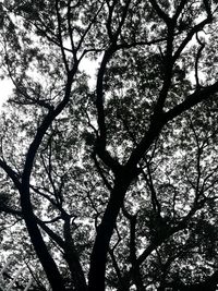 Low angle view of silhouette tree against sky