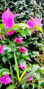 Close-up of pink flowering plant