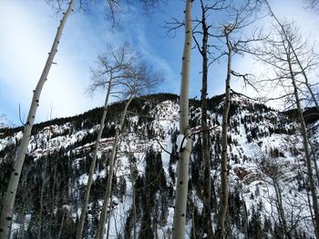 Low angle view of bare trees against sky