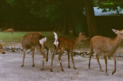 Deer standing in a field