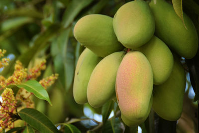 Close-up of oranges growing on tree