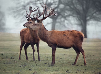 Deer standing on field