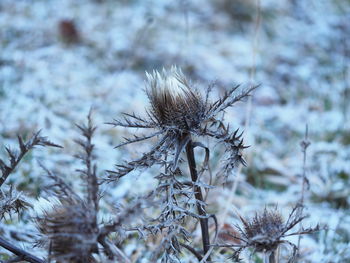 Close-up of dried plant on snow covered field