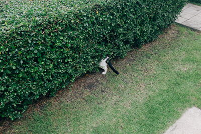 High angle view of bird on field