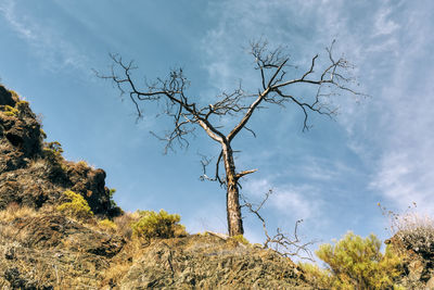 Low angle view of bare trees against sky