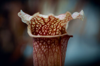 Close-up of a carnivorous plant