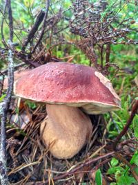 Close-up of mushroom growing in forest