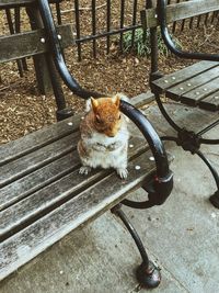 High angle view of squirrel on bench in park