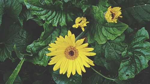 Close-up of sunflower blooming outdoors