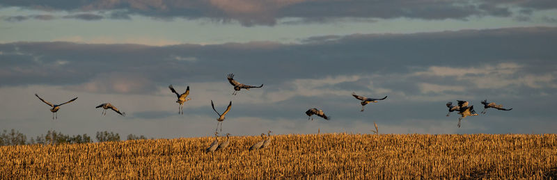 Panoramic view of birds flying over field against sky