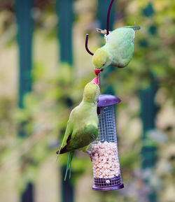 Two ring necked parakeets on a bird feeder with beaks touching