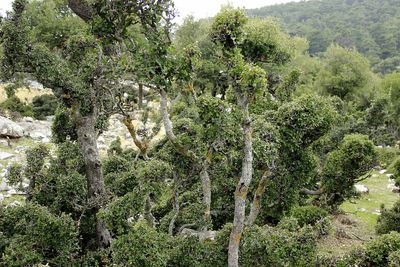 Trees in forest against sky