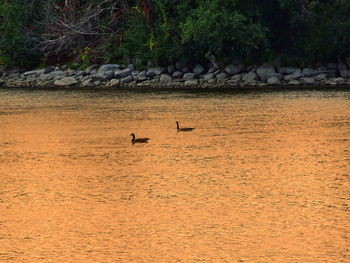 Swan swimming in lake