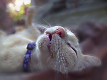 Close-up of a cat