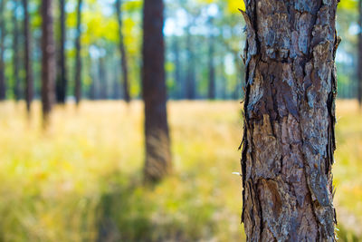 Close-up of tree trunk in forest