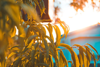 Close-up of yellow tree against sky