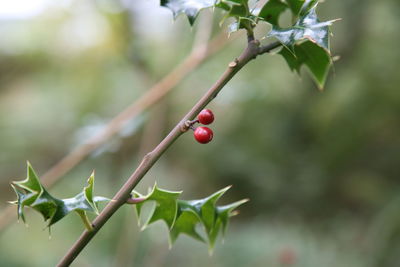 Close-up of red berries growing on tree