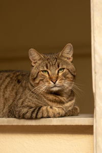 Close-up portrait of tabby cat