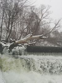 Bare trees in water