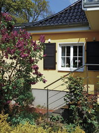 Flowering tree by building against house