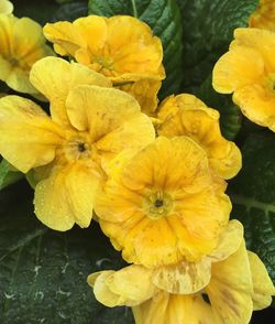 Close-up of yellow flower